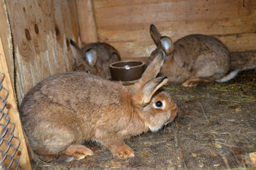 Home rabbit in a cage,	
domestic rabbit breeding