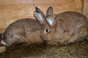 Home rabbit in a cage,	
domestic rabbit breeding