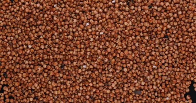Sorgo seed (Sorghum Moench)