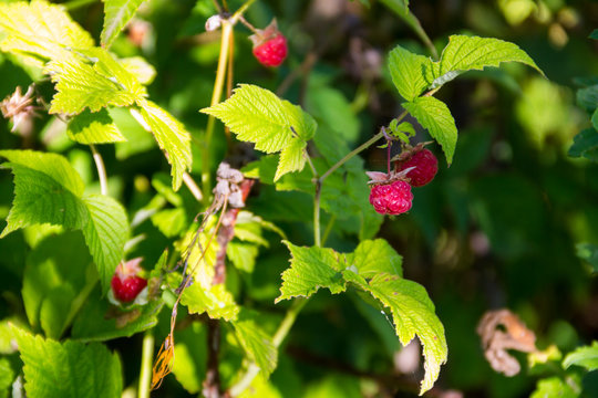 Ripe raspberries on a bush in garden