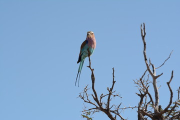 Bird in Africa