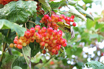 Viburnum