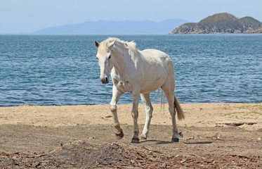 Obraz premium Sea and horse