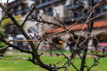 Tree twig with drops of rain, background beautiful landscape of Stara Planina on a misty day.
