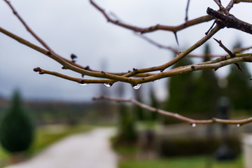 Tree twig with drops of rain, background beautiful landscape of Stara Planina on a misty day.