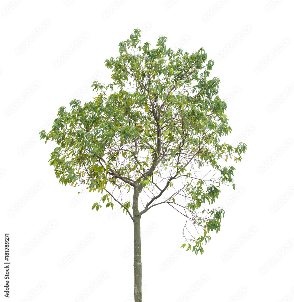 Wall mural plant tree