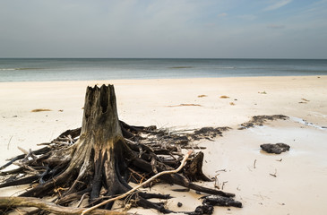 Fototapeta premium Empty beach before storm over sea. Deserted landscape and fallen tree trunks, natural state of nature, Slowinski National Park, Poland, Baltic Sea