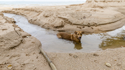 Brown dog sitting in freshwater which flowing to the sea, purly, peaceful, enjoying and happiness feeling.