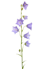 Campanula persicifolia flower