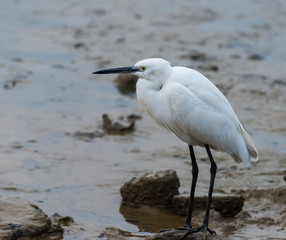 egret play in water land