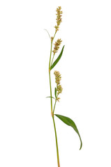 Persicaria maculosa (Polygonum persicaria) flower