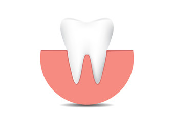 Tooth on gum with soft shadow, vector illustration
