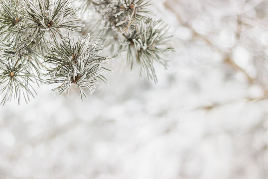 Pine-tree branch winter background
