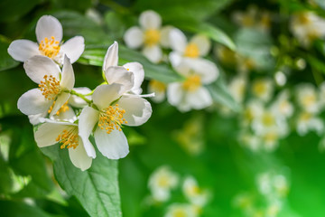 Obraz na płótnie Canvas Blossoming jasmine close-up.