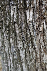 Closeup of surface of dry tree bark