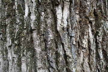 Cracked uneven surface of dry tree bark