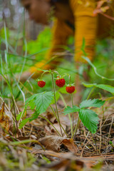 wild strawberry close-up and girl picking berries in the background.