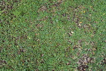 Glechoma hederacea covering the groung in summer