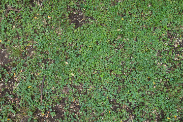 Obraz premium Ground covered with Glechoma hederacea leaves from above