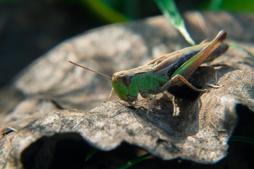 Insectes Macro