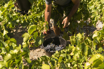 pick grapes