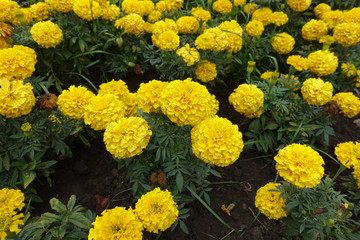 Bright yellow flower heads of marigold in summer