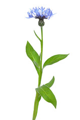 Obraz premium Cornflower