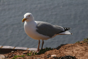 Heringsmöwe, Larus fuscus, Insel Helgoland, Deutschland, Europa