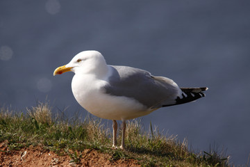 Heringsmöwe, Larus fuscus, Insel Helgoland, Deutschland, Europa