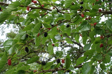 Unripe and ripe fruits of mulberry tree
