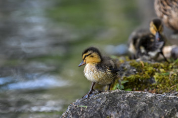 Baby duck
