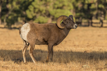 Naklejka na ściany i meble Bighorn Sheep Ram