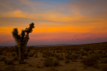 Fototapeta na wymiar Mojave Desert