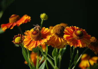 Honey bee and flowers of helenium on a brown background