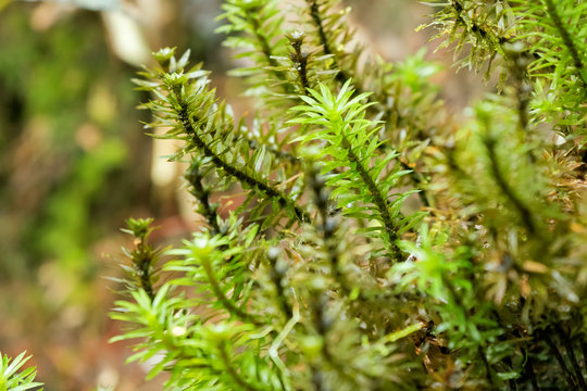 Tall green wet Dawsonia acrocarpous moss at Kinabalu national park, Malaysia, Asia