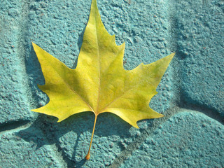 plane tree leaf on turquoise blue ground.autumn,background,texture,
