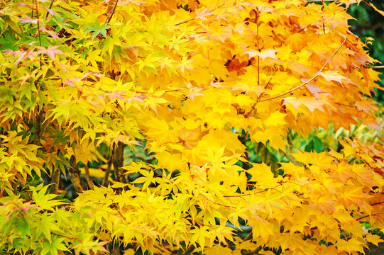 Beautiful autumn background, yellow maple foliage in japan