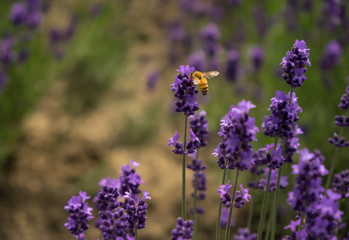 Bee buzzing on on lavender flower. Bright purple lavender emitting sweet fragrance to attract insects.    