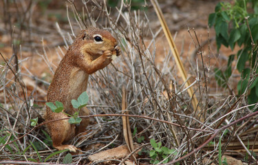 afrikanisches Eichhörnchen