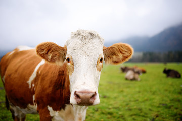 Fototapeta na wymiar Cow in European meadow near famous castle Neuschwanstein. Bavaria, Germany (Deutschland)