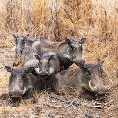 Warthog Family Portrait