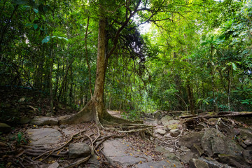 Jungle waterfall on Koh Kood