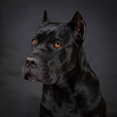 Fototapeta na wymiar Cane corso, black dog on the black background