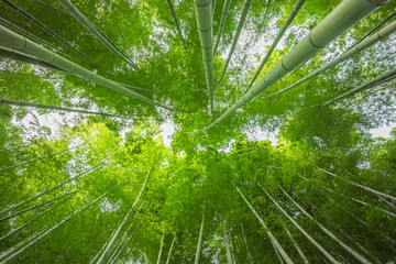 Bright green bamboo forest. Bamboo trunks are around. Face up to the sky photo while standing among bamboo trees. All bamboo leaves are very green and fresh. 
