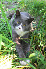 Obraz premium Cat