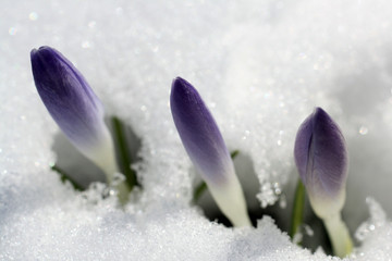 Krokusse strecken ihre geschlossenen Blüten aus dem Schnee