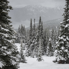 Snow covered trees on mountain, Whistler, British Columbia, Canada