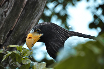 Portrait of Imperial or Golden Eagle, Sharp beak and large eyes, beautiful brown feathers, very strong and powerful bird