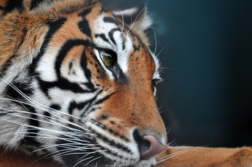 Head of sad Bengal Tiger lying in captivity cage