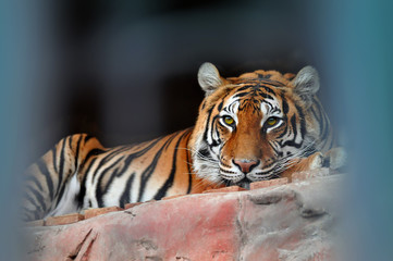 Sad pensive tiger lying in a zoo cage 